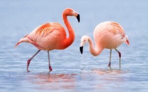 Descubra um Mundo de Oportunidades com Flamingas