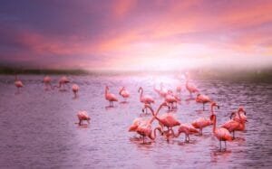 Explore o Flamingas: Temas que Transformam seu Dia a Dia