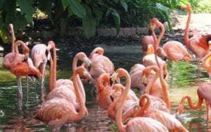 Bem-vindo ao Flamingas: Seu Portal para um Estilo de Vida Completo e Conectado